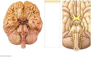 Inferior view of the brain showing cranial nerve origins
