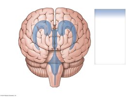 Anterior view of the brain showing the ventricular system