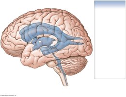 Lateral view of the brain showing the ventricular system