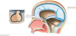 Lateral view of the cranium showing the falx cerebri and tentorium cerebelli