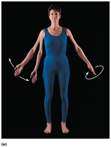 Abduction, adduction, and circumduction of the upper limb at the shoulder