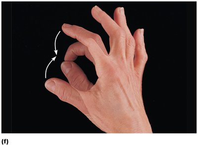Opposition of the thumb
