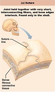 Suture joint in the skull