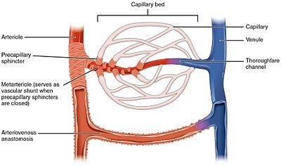Types of arteries and veins
