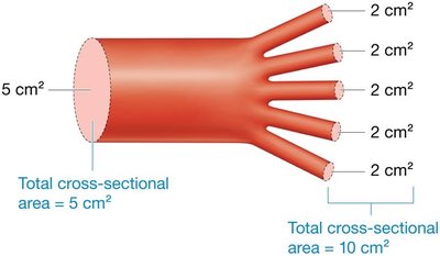Cross-sectional area and velocity