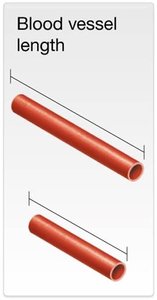 Blood vessel length