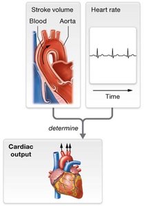 Cardiac output