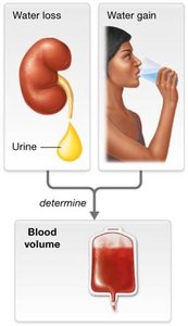 Blood volume