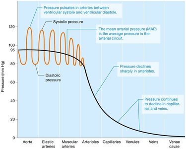 Pressure profile of systemic circuit