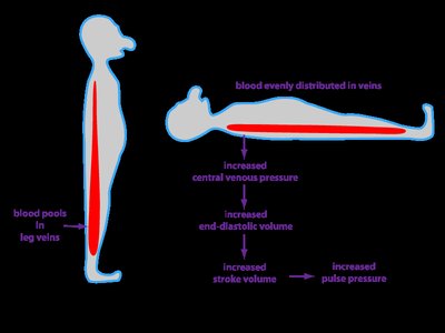 Venous return mechanisms