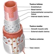 Structure of blood vessel wall