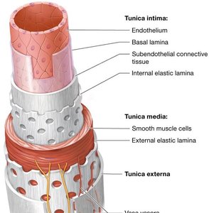 Structure of blood vessel wall