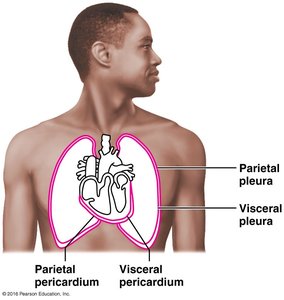 Serous membranes of the thoracic cavity