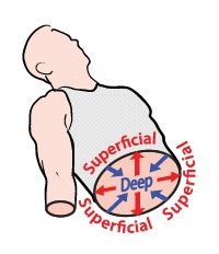 Superficial and deep directional terms