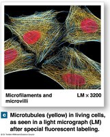 Microtubules in Living Cells