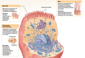 Microvilli, Cilia, and Centrioles