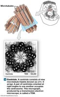 Centrioles Structure