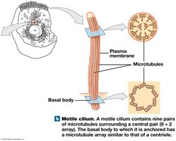 Motile Cilium Structure
