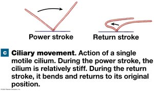 Ciliary Movement