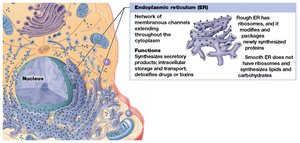 Endoplasmic Reticulum