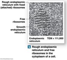Rough ER and Free Ribosomes