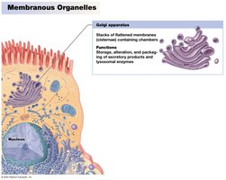 Golgi Apparatus