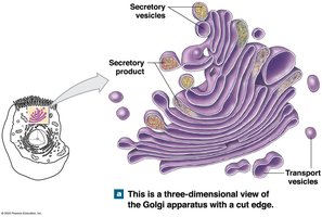3D View of Golgi Apparatus