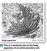 Sectional View of Golgi Apparatus