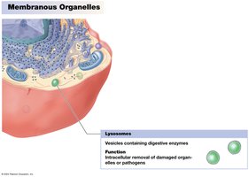 Lysosomes