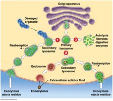 Lysosome Functions