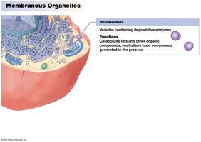 Peroxisomes