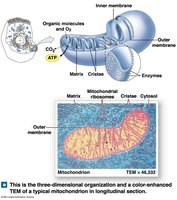 Mitochondrion Structure
