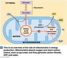 Mitochondria in Energy Production