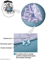 Nuclear Pore Structure