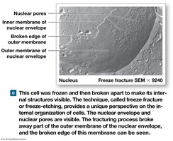 Freeze Fracture of Nuclear Envelope