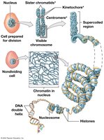 Organization of DNA within the Nucleus