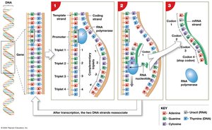 mRNA Transcription