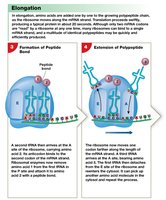 Translation Elongation