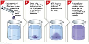 Diffusion Process