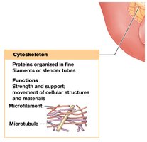 Cytoskeleton Structure