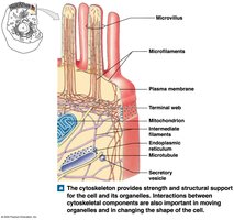 Cytoskeleton and Microvilli