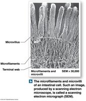 Microfilaments and Microvilli