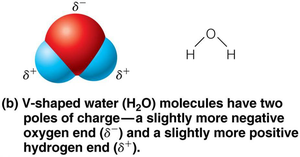Water molecule: polar covalent bond