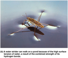Water strider walking on water due to surface tension from hydrogen bonds