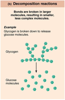Decomposition reaction: glycogen breaking down to glucose