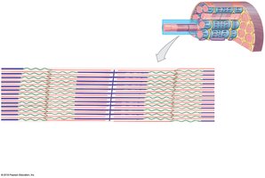 Sarcomere structure, longitudinal view