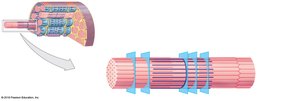 Superficial view of a sarcomere