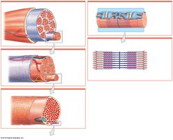 Levels of functional organization in skeletal muscle