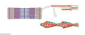Structure of thin filament with actin, troponin, and tropomyosin