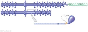 Structure of thick filament with myosin heads and tails